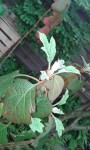 20140520_082044_resized.jpg