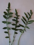 Plante 1