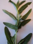 Plante 2