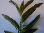 Zoom plante 2