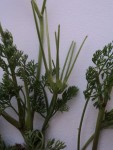 Zoom plante 3