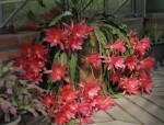 shlumbergera X _01 - copie1.JPG