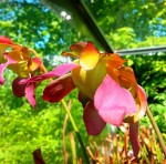 sarracenia 1.jpg