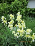 iris 1.jpg