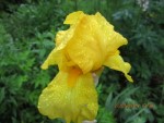iris 4.jpg