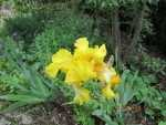 iris 5.jpg