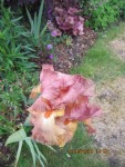 iris 7.jpg