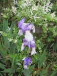 iris 8.jpg
