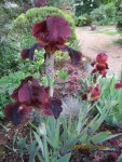 iris 10.jpg