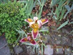 découverte iris 2.jpg