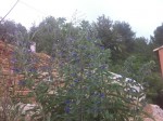 downloa fleur 3.jpg