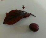 Feuille et fruit de l'arbre.