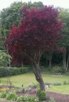 Arbre.