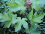 DSC01775.jpg