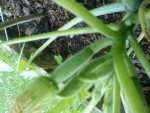 DSC00500.JPG