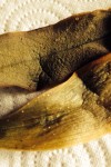 Petits points blancs sur le devant de la feuille mais ils sont collés si je gratte la feuilles se déchire