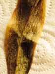 Dessous de la feuille et la il y en a plus se sont des œufs ??