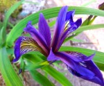 iris versicolore.jpg