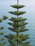 araucaria-branches-floors.jpg