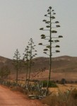 Agave.jpg