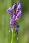 DSC_1516.jpg