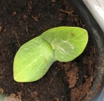 1 plantule potiron en pot.jpg