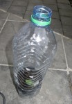 2 mini serre potiron.jpg