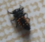 insecteSurPrunier.jpg