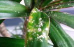 yucca2.jpg