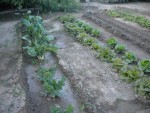 DSCN5558.JPG
