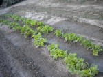 DSCN5559.JPG
