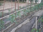 DSCN5560.JPG