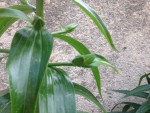 IMG_02031.JPG