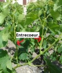EntreCoeur.jpg