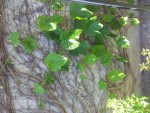 Vue globale