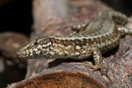 lezard_2011-04.jpg