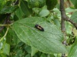 DSC07331.JPG