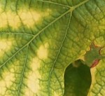 100_1777.JPG