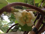 Voici la fleur