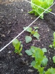 Mesclun1.jpg