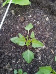 Mesclun3.jpg