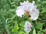Iris tardif