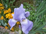 Fleurs avril 116.JPG