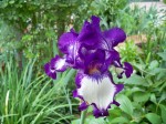 Iris 001.JPG