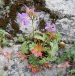geranium_feuilles_rondes_peut_etre.JPG