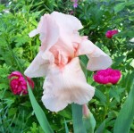 Copie de Fleurs de mai 005.JPG