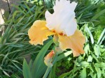 fleur 004.JPG