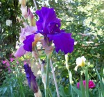 Fleurs 004.JPG