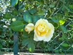 Fleurs 056.JPG