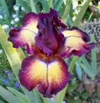 'Ostentatius'